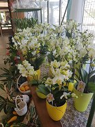 Cvetlicarna-orhideje-2019
